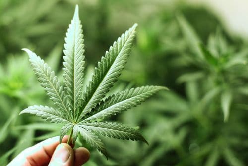 cannabis pflanze neu bild
