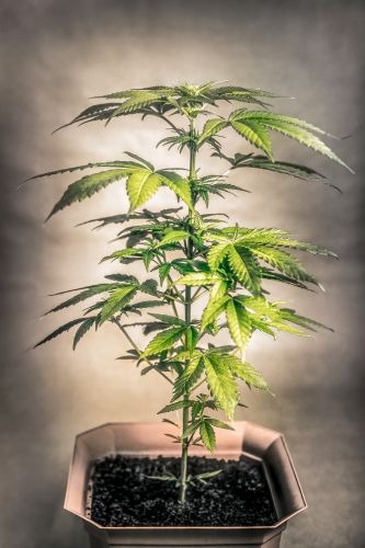 cbd cannabis pflanze bild